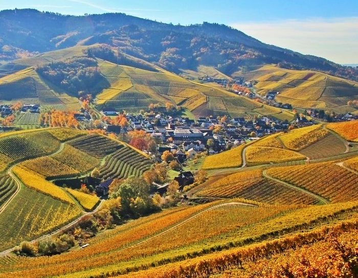 Weinparadies Ortenau, ein Foto von Franz Günter Müller mit Blick auf Durbach